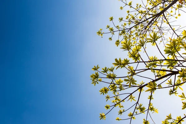 Fräschör Lämnar Cannonball Träd Blå Himmel Och Solljus Bakgrund — Stockfoto