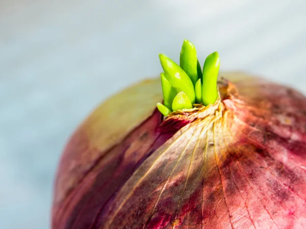 Fraicheur Nouvelles Feuilles Bourgeon Oignon Rouge — Photo