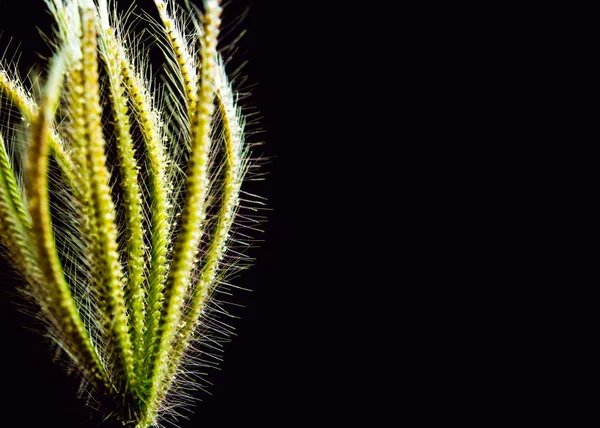 Bloem Van Swallen Vinger Gras Zwarte Achtergrond — Stockfoto