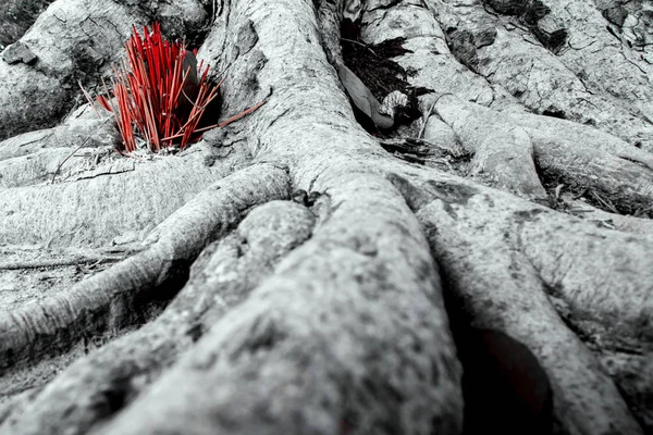 Adoração Com Palitos Incenso Oferecendo Raízes Banyan Árvore — Fotografia de Stock