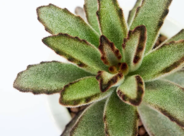 Sukkulente Kalanchoe Frische Blätter Von Kalanchoe Tomentosa Wachsen Keramiktopf — Stockfoto