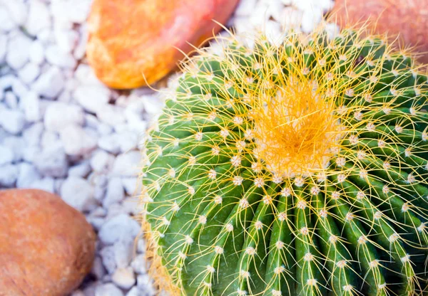 Arany Hordó Kaktusz Echinocactus Grusonii Sziklakert — Stock Fotó