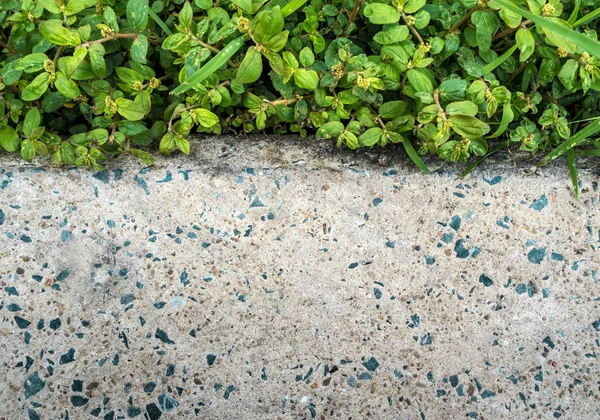 コンクリート道の表面のテクスチャと草や雑草の緑の色 — ストック写真