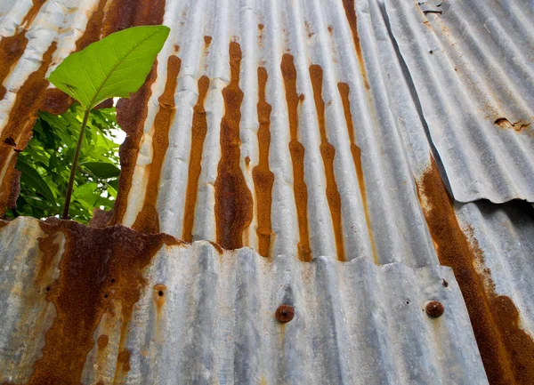 Bomlási Hullámlemezből Készült Kerítés Vízesése Levél — Stock Fotó