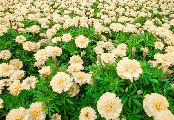 Ladang Marigold Warna Merah Muda Bunga Tempat Tidur — Stok Foto