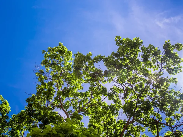 Fräschör Lämnar Blå Himmel Och Solljus Bakgrund — Stockfoto