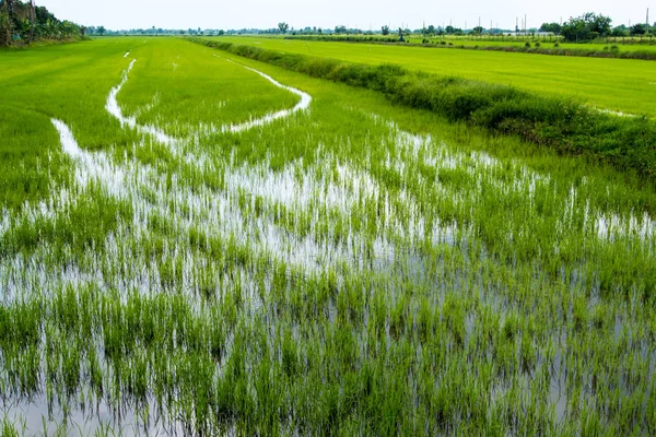Reisfeld Landschaft Der Thailändischen Landschaft Grüner Hintergrund — Stockfoto