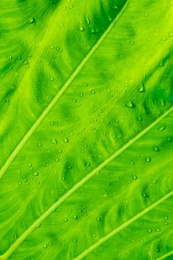 Büyük Caladium Dev Taro 'nun Taze Yaprağı