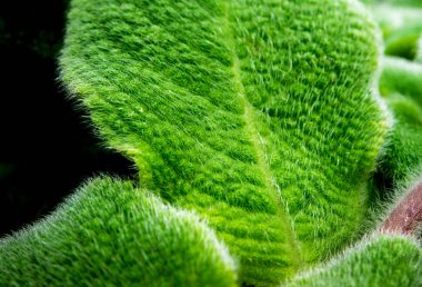 Yaprak yaprak yüzeyi kalın kürk ile süslenmiş