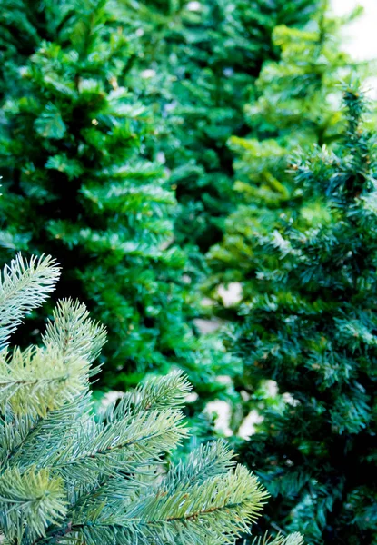 Follaje Artificial Hecho Plástico Árbol Navidad Artificial —  Fotos de Stock