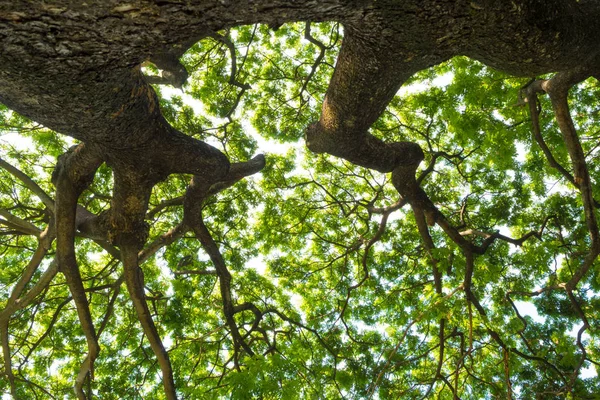 Низька Точка Vantage Сонячного Світла Проходить Крізь Листя Дерева Дощу — стокове фото