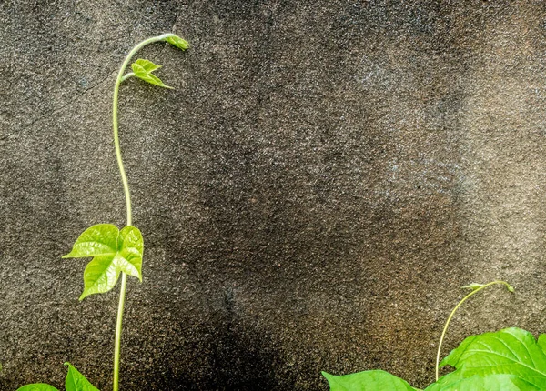 Folhas Frescura Planta Hera Parede Concreto Velho — Fotografia de Stock