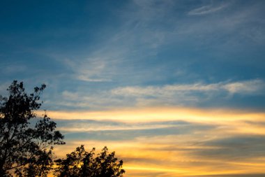 Ağaç siluet ve akşam gökyüzünde ışık canlı renkler