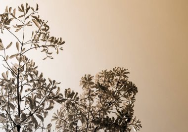 Cannonball ağacının yaprakları parlak gökyüzü arka plan üzerinde