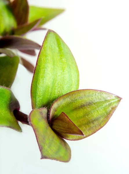 Малий Аркуш Традесканції Річки Традесканції Tradescantia Fluminensis Трава Завод Ізольовані — стокове фото