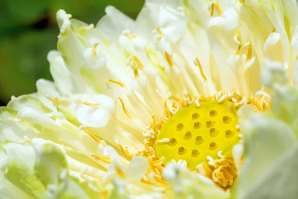 Detalj Vit Lotus Blossom Blomma — Stockfoto