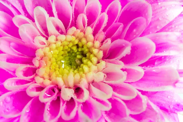 Pink chrysanthemum flower on white background, shallow depth of field