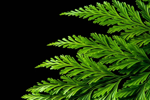 Freshness Green Leaf Fern Black Background — Stock Photo, Image