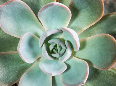 Echeveria Tavuskuşu Subsessilis 'in gümüş mavisi yapraklarında sulu bitkiler.