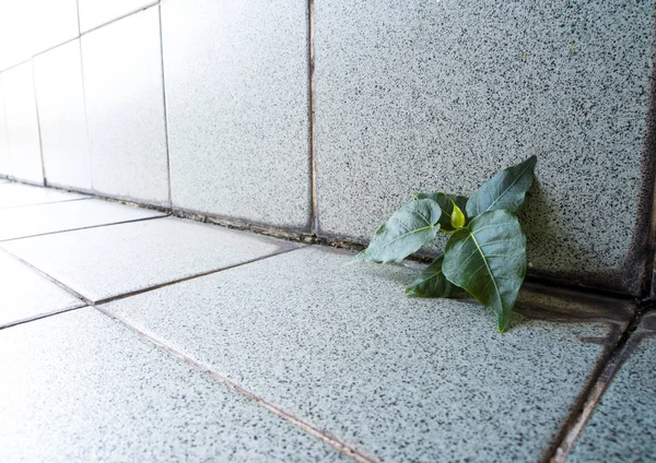 Pequeño Árbol Banyan Creciendo Los Límites Entre Piso Pared Del —  Fotos de Stock