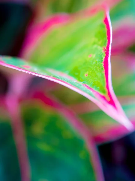 Primer Plano Detalle Color Rojo Verde Vivo Superficie Hoja Aglaonema — Foto de Stock