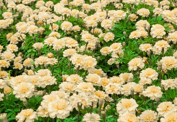 Ringblommor Fältet Rosa Färg Blomma Säng — Stockfoto