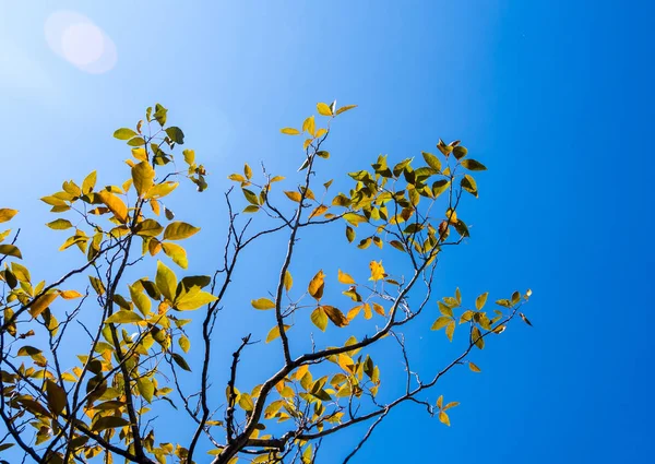 Freshness Leaves Blue Sky Sunlight Background — Stock Photo, Image