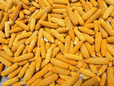 Tatlı Mısır dışarı kuru katta kulak