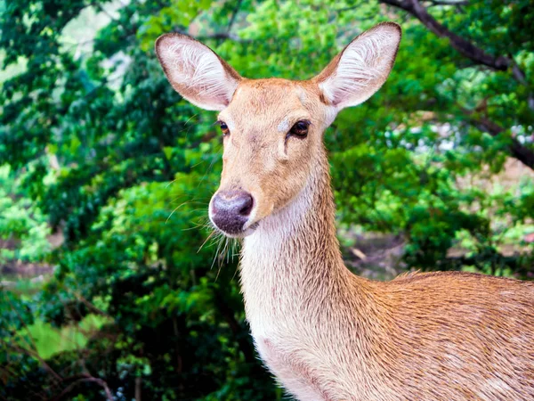 若い鹿の頭のショットを閉じる — ストック写真