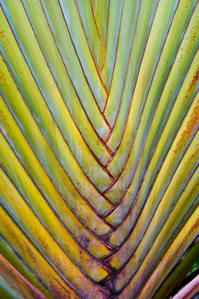 Utazási Palm Ravenala Banán Nagy Test — Stock Fotó