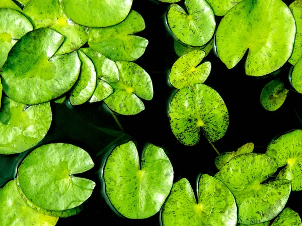 Hojas Frescura Lirio Agua Estanque —  Fotos de Stock