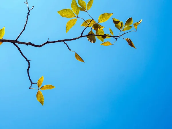 Frische Blätter Auf Blauem Himmel Und Sonnenlicht Hintergrund — Stockfoto