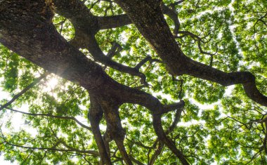 Düşük noktadan yağmur ağacının yaprakları eleme ışığına gökyüzüne bakarken