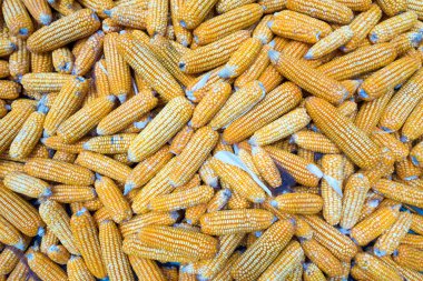 Tatlı Mısır dışarı kuru katta kulak