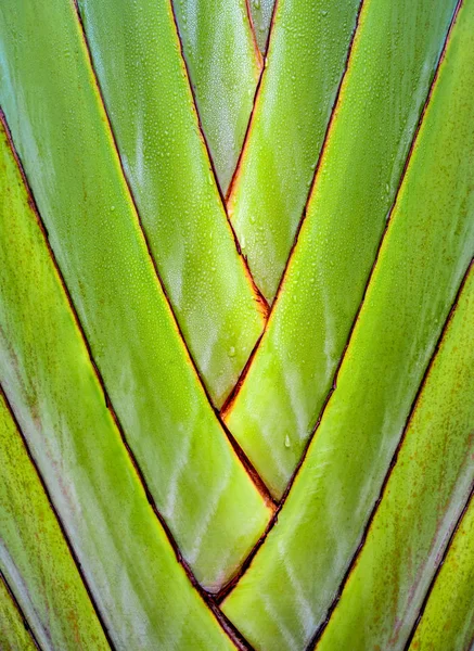 Cor Verde Fresco Textura Corpo Palma Viajante Banana Ravenala — Fotografia de Stock