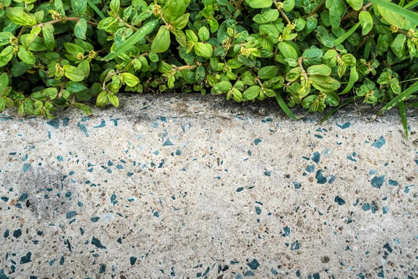 コンクリート道の表面のテクスチャと草や雑草の緑の色 — ストック写真