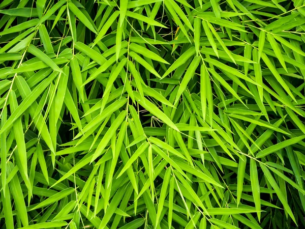 Cor Verde Vívida Folha Bambu Fundo Verde — Fotografia de Stock