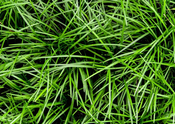 Ophiopogon japonicus kapak kırpma bitki