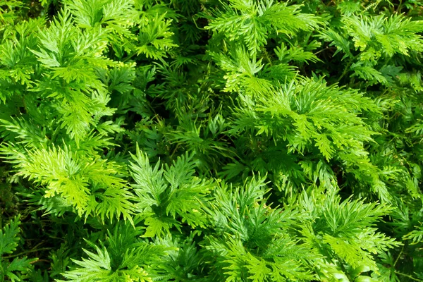 Frescura Folha Verde Selaginella Envolve Samambaia — Fotografia de Stock