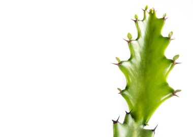 Taze yeşil Euphorbia lactea tomurcuğu, beyaz arka planda yalıtılmış sulu bitki