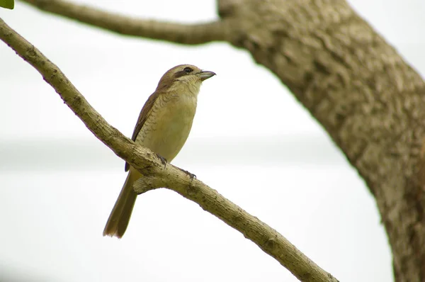 Visitatore Invernale Brown Shrike — Foto Stock