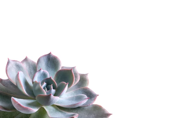 Šťavnatý Rostlinný Detail Bílý Vosk Stříbrně Modrých Listech Echeveria Peacockii — Stock fotografie