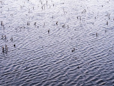 Su ve bazı çim anız yüzeyi dalgalanma