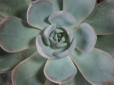 Echeveria Tavuskuşu Subsessilis 'in gümüş mavisi yapraklarında sulu bitkiler.
