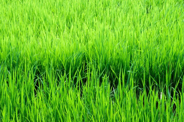 Пейзаж Рисового Поля Таиланде Зеленый Фон — стоковое фото