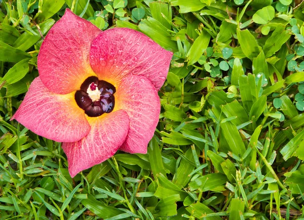 Flor Vermelha Caiu Grama Verde — Fotografia de Stock