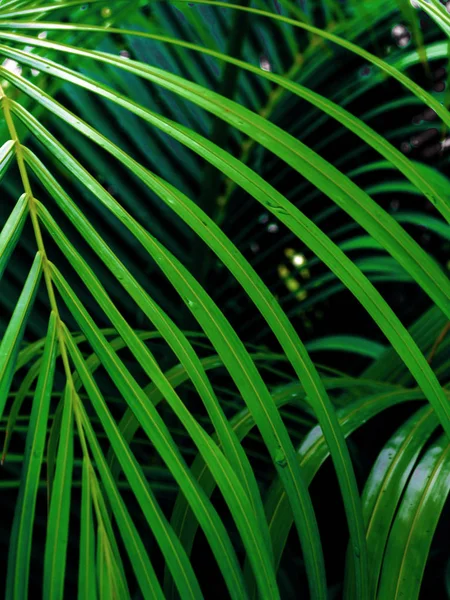 Čerstvosti Zelený Pinnately Složené Listy Palmový List — Stock fotografie