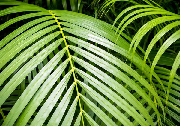 Liści Palmowych Świeżość Jako Tło Tło Zielony — Zdjęcie stockowe
