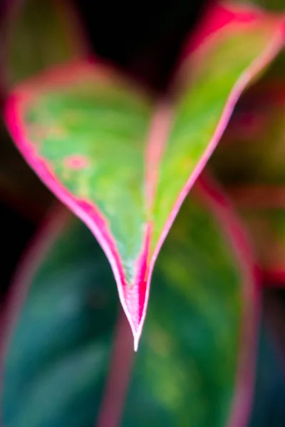 Крупный План Ярко Красный Зеленый Цвет Поверхности Листьев Aglaonema Siam — стоковое фото