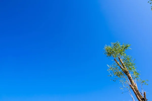 Листья Свежести Голубом Небе Солнечном Фоне — стоковое фото